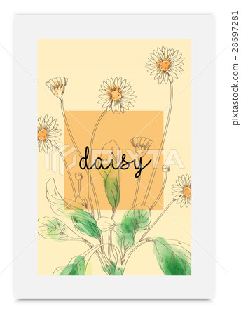Daisy illustration hand drawn painted watercolor Daisy illustration hand drawn painted watercolor 28697281