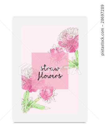 Strawflower illustration hand drawn watercolor 28697289