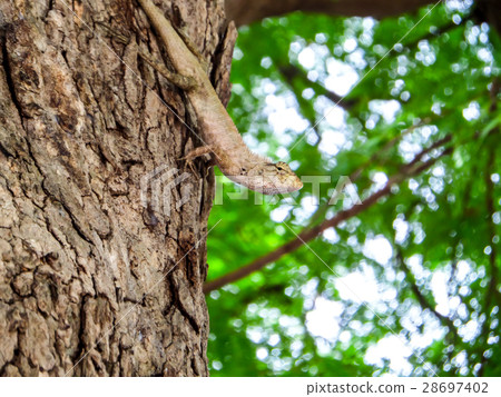 lizard hide and hang on tree and look around area lizard hide and hang on tree and look around area 28697402