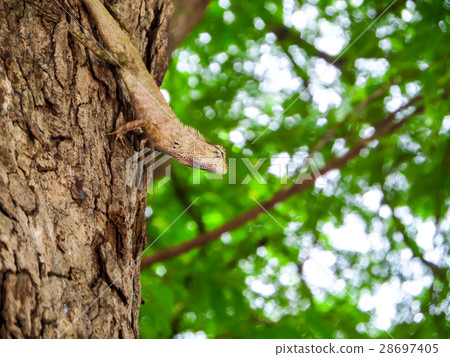 lizard hide and hang on tree and look around area lizard hide and hang on tree and look around area 28697405
