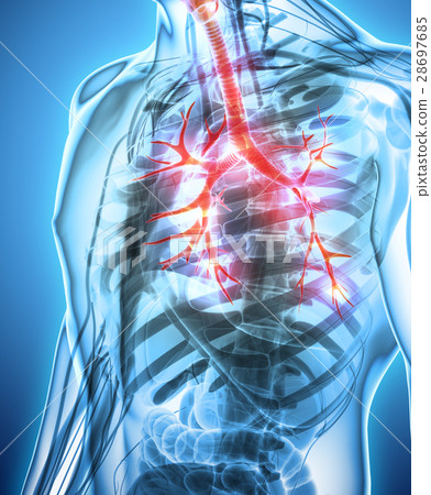 3D illustration of Larynx Trachea Bronchi.