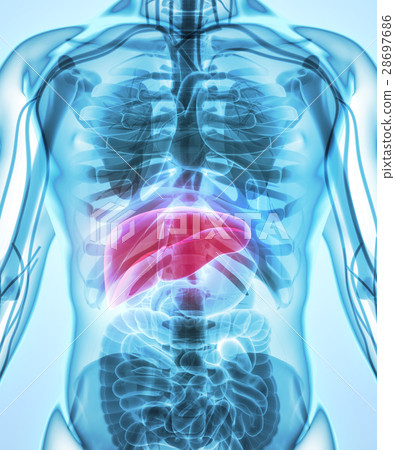 3D illustration of Liver. 28697686