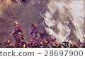 Dreamy fairyland 28697900