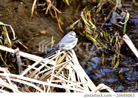 Wild birds in Mitaka-shi, Tokyo Sakagawa riverbank caught in dead grass 28698063