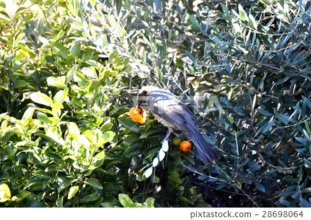 A worm bird in Mitaka-shi, Tokyo Mitaka city brown-eyed potatoes picking fruit of the Nakahara kumquat 28698064