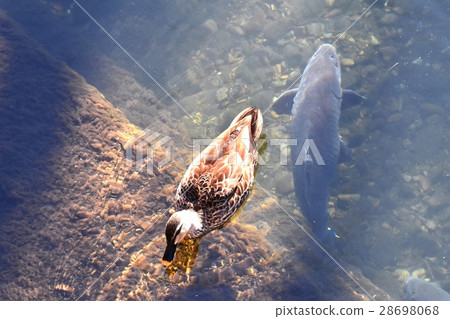 Koi swimming under the cargamo floating in the wild bird Sengawa in Mitaka City, Tokyo 28698068