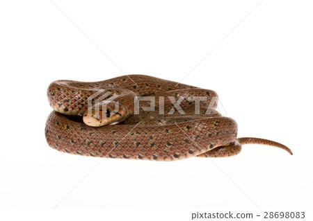 Euprepiophis Conspicillatus Euprepiophis Conspicillatus 28698083