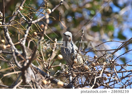Brown-eared brown bear sticking to a sandan in a park adjacent to the wild bird Senkawa in Mitaka-shi, Tokyo 28698239