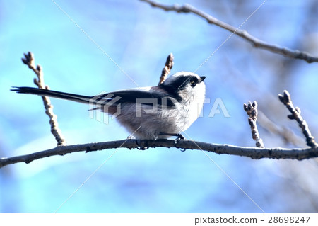 Enaga堅持櫻花分支在野生鳥Senkawa公園散步在東京三鷹市 Enaga堅持櫻花分支在野生鳥Senkawa公園散步在東京三鷹市 28698247