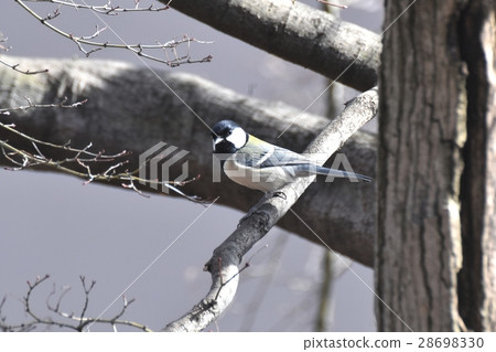 吮在野生鳥Sengawa毗鄰公園的樹的山雀在Mitaka市，東京 28698330