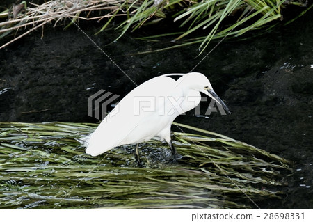 Kosagi在東京三鷹市的野鳥Senkawa的夏季翼頭上留下了兩根加冕羽毛中的一根 28698331