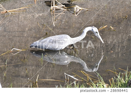 Wild birds in Mitaka-shi, Tokyo Sawagawa Shallow flying at the water surface 28698441