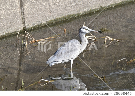 在東京三鷹市的野生鳥類Sengawa淺淺的頭部 28698445