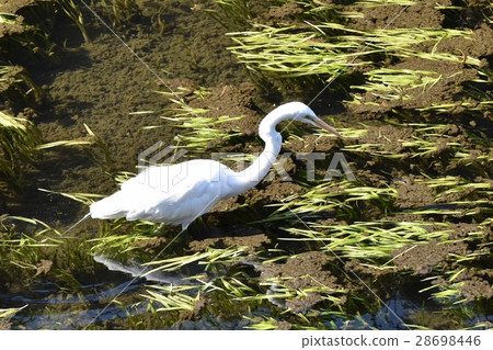 Daisetsu aiming at prey in shallow waters of the wild bird Sengawa in Mitaka city, Tokyo 28698446