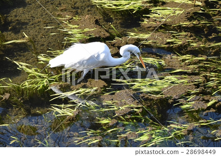 在東京三鷹市的野鳥Daisuki未能在Sasegawa Shallow捕獲獵物 28698449