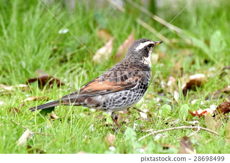 Wild bird in Mitaka-shi, Tokyo Mitaka city Nakahara thrush on the field of leave Wild bird in Mitaka-shi, Tokyo Mitaka city Nakahara thrush on the field of leave 28698499