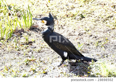 A cormorant standing on the wild bird Sengawa river meadow of Mitaka city, Tokyo A cormorant standing on the wild bird Sengawa river meadow of Mitaka city, Tokyo 28698502
