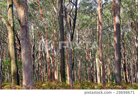 Australian Eucalyptus forest background  28698671