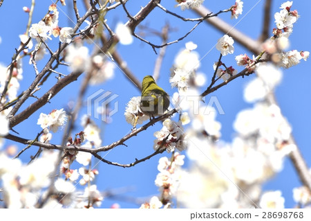 Hakubai和mezzo在公園毗鄰在東京三鷹市的野生鳥Senkawa 28698768