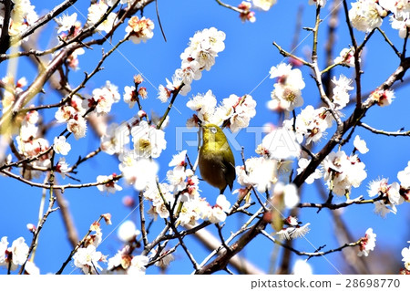 Hakubai和mezzo在公園毗鄰在東京三鷹市的野生鳥Senkawa 28698770