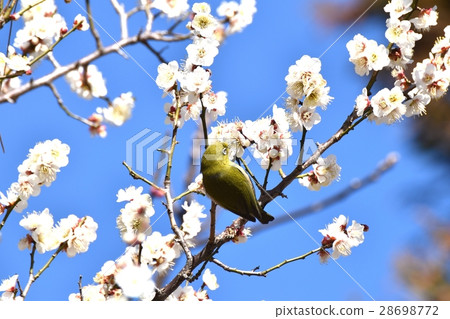 在東京三鷹市的Sakagawa叮咬在公園的hakubai花蜜呼吸 在東京三鷹市的Sakagawa叮咬在公園的hakubai花蜜呼吸 28698772