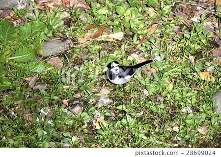 Sekoro Sekirei of the wild bird Sengawa river meadow of Mitaka city, Tokyo 28699024