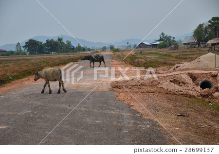 Water buffalo crossing the island of Corn island, the largest island of Sea Pandon in Laos 28699137