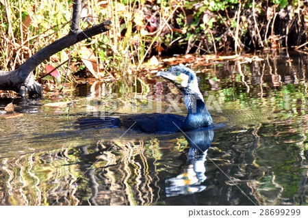 A cormorant spreading across a spring pond adjacent to the wild bird Senkawa in Mitaka city, Tokyo 28699299