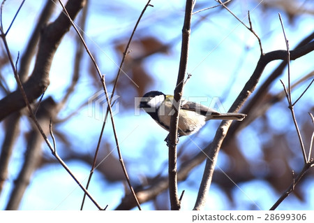 Soragawa相鄰公園的山雀在Mitaka市，東京 28699306