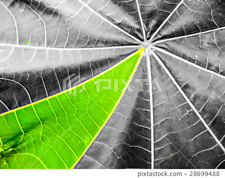 Ricinus communis leaf element shead color surface 28699488