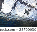 Penguins on the surface of the water 28700030