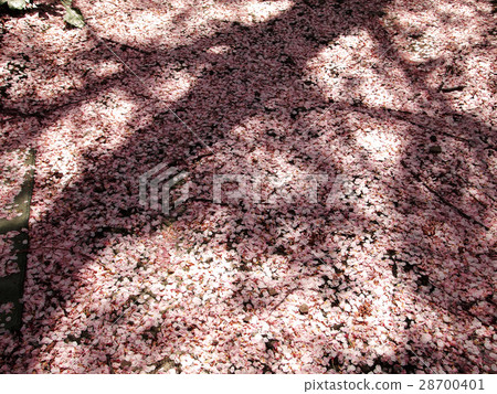 Shadows falling on scattered cherry blossoms 28700401