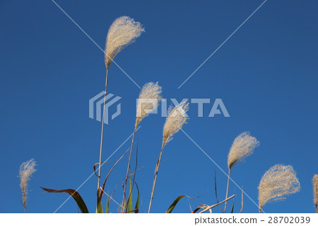 Aozora和鈴木 28702039