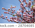 Double cherry blossoms 28704085