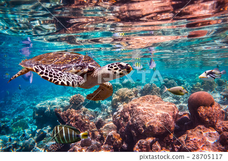 Hawksbill Turtle - Eretmochelys imbricata 28705117