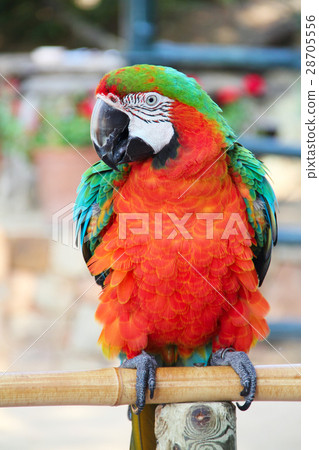 Macaw portrait Macaw portrait 28705556