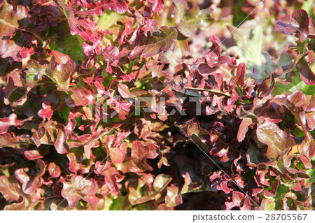 Red lettuce on a garden bed Red lettuce on a garden bed 28705567