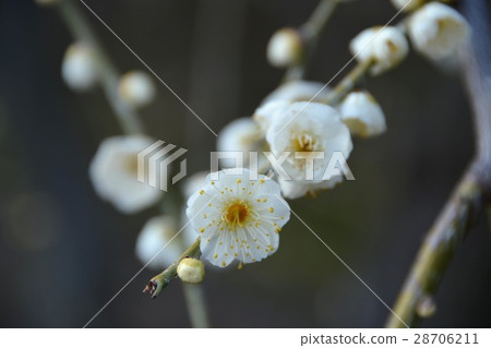 白琳育成梅花 白琳育成梅花 28706211