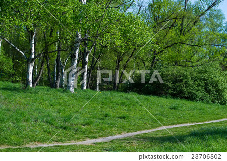 Birch grove. Birch grove. 28706802