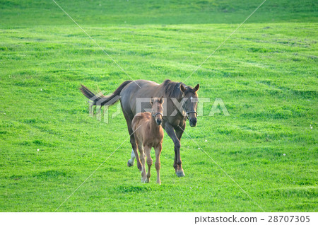 Parent and child horse Parent and child horse 28707305