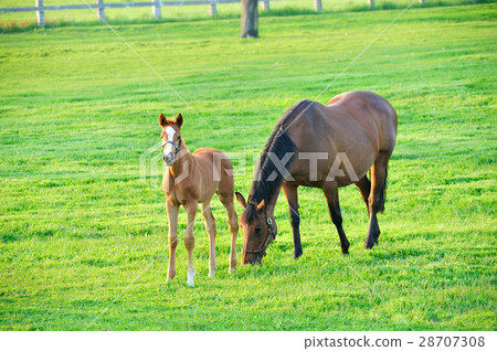 父母和小孩的馬 28707308