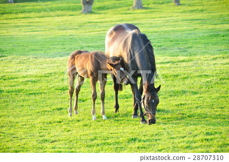 Parent and child horse Parent and child horse 28707310