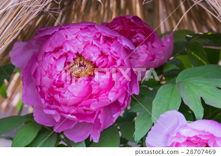 Dark pink peony Dark pink peony 28707469