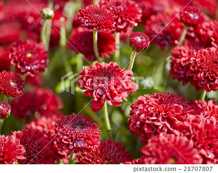 Red flowers background with shallow depth of field 28707807
