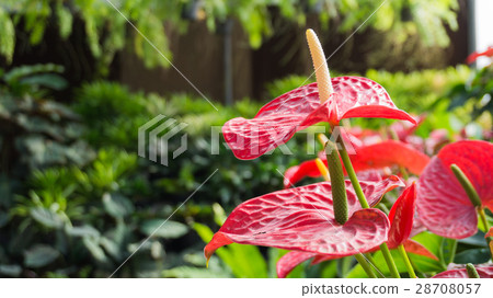 Red spadix Red spadix 28708057