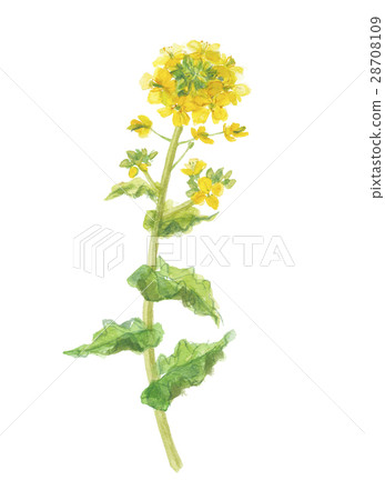 強姦開花 28708109