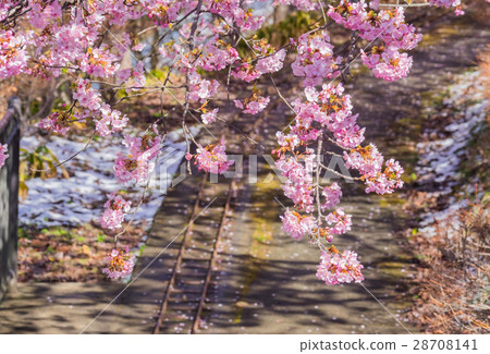 Cherry blossom Cherry blossom 28708141