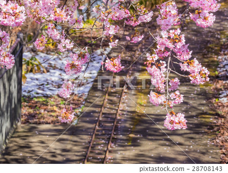Cherry blossom Cherry blossom 28708143