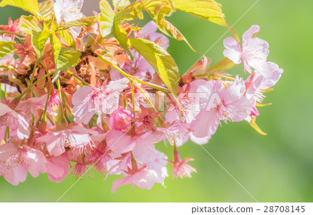 Cherry blossom Cherry blossom 28708145