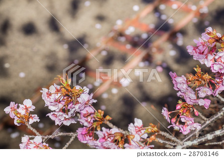 Cherry blossom Cherry blossom 28708146